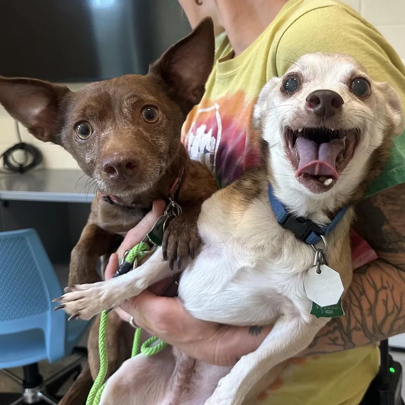 Doug and Pickles in thumbnail 6