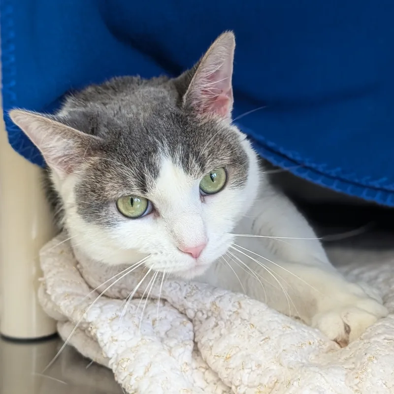 Pizza Lunchable thumbnail 2