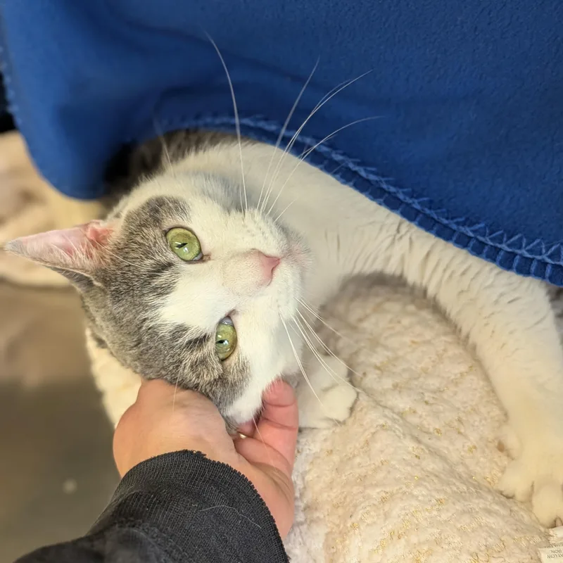 Pizza Lunchable thumbnail 3