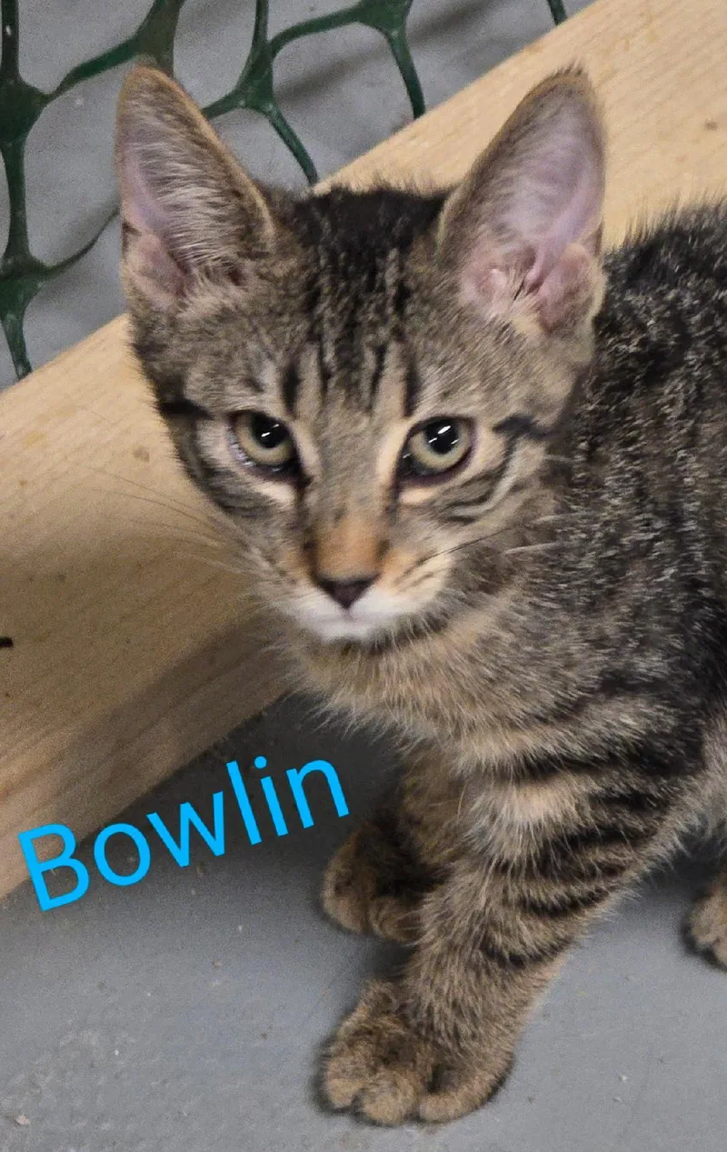 Bowlin