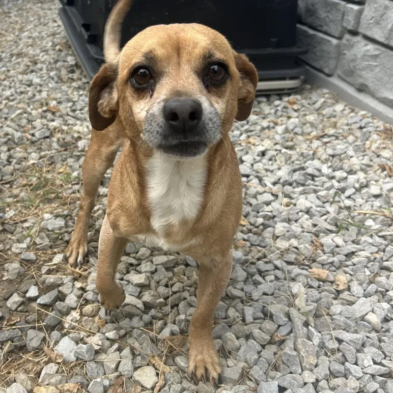 An adult small-sized male Yellow / Tan / Blond / Fawn Chihuahua dog named Dewie for adoption in St. Louis, MO