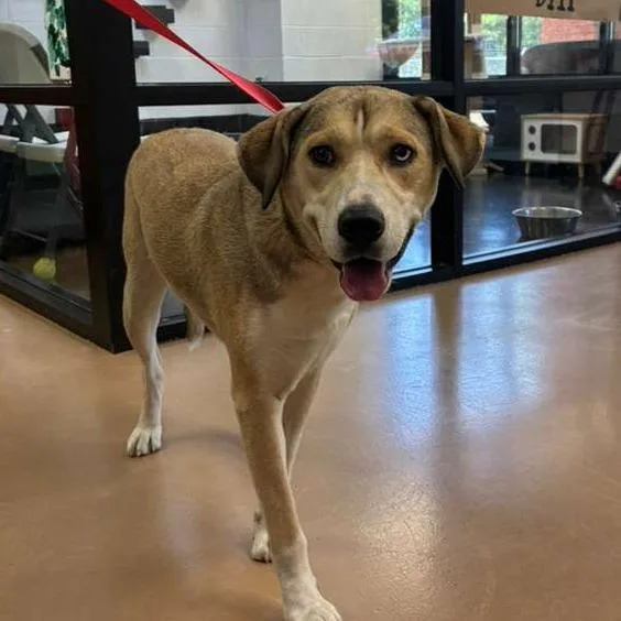 A young medium-sized female Yellow / Tan / Blond / Fawn Mixed Breed dog named Powder for adoption in Gadsden, AL