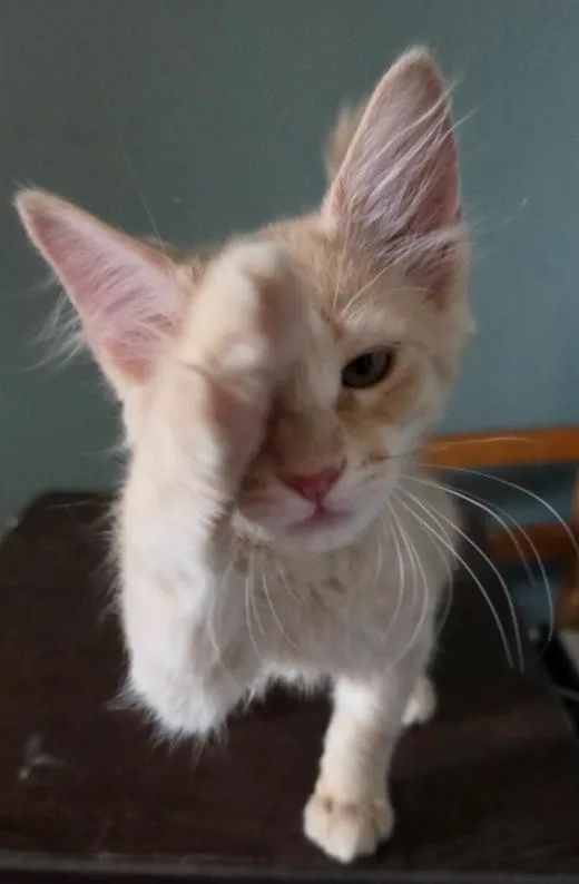A young medium-sized male Domestic Medium Hair cat named Phineas for adoption in Phoenix, AZ