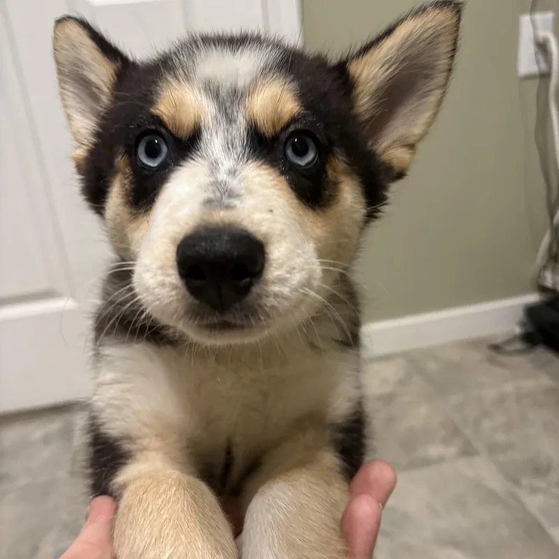 A baby large-sized female Tricolor (Brown, Black, & White) Siberian Husky dog named Olive for adoption in Grant, NE