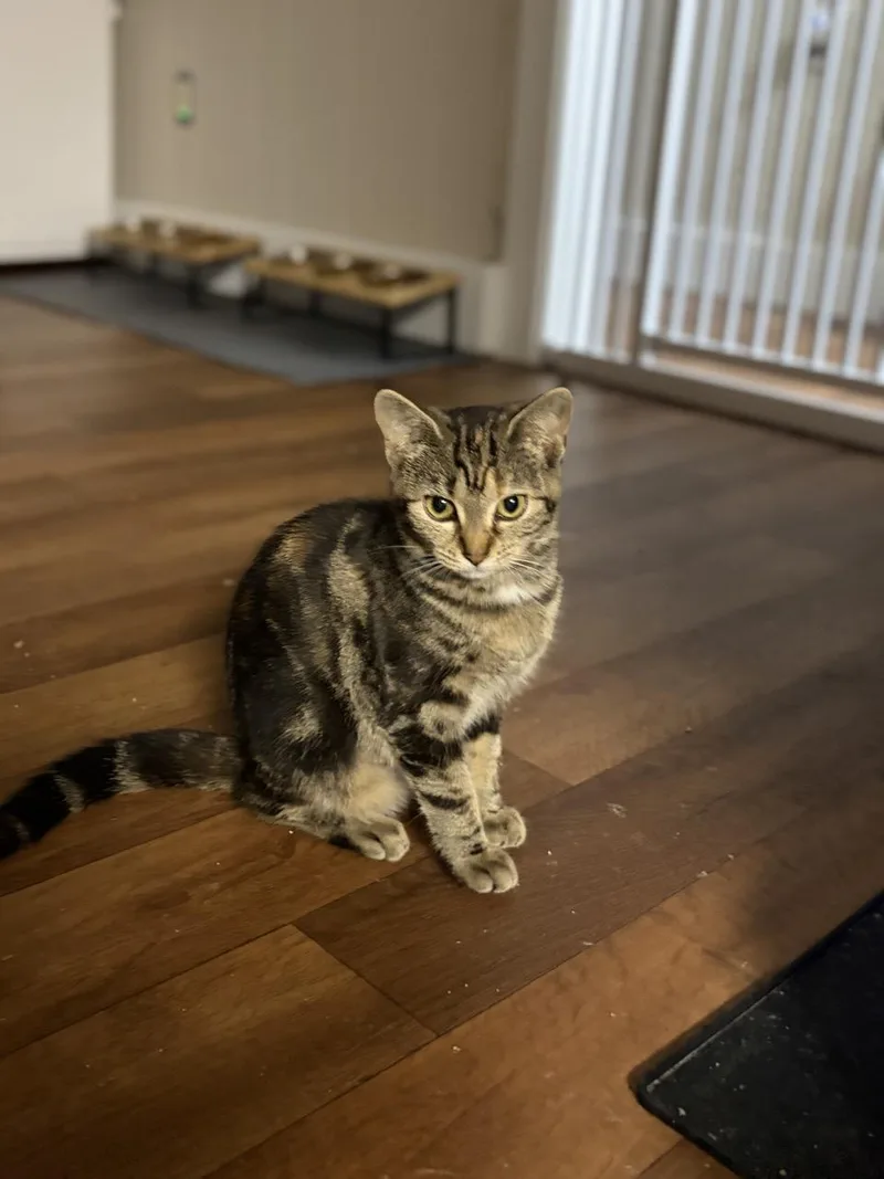 A baby medium-sized female Tabby (Brown / Chocolate) Domestic Short Hair cat named Starburst for adoption in Greensburg, PA