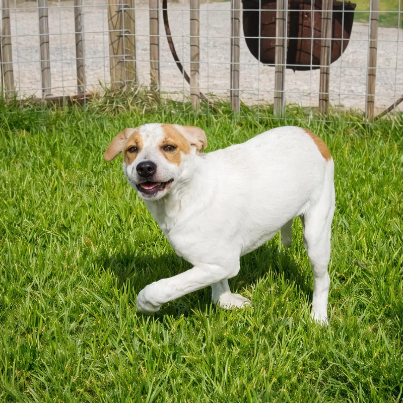 A baby small-sized female Brown / Chocolate Terrier dog named Cali for adoption in Seguin, TX