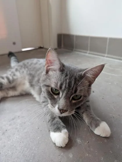 A young medium-sized male Domestic Short Hair cat named Pete for adoption in Sultan, WA