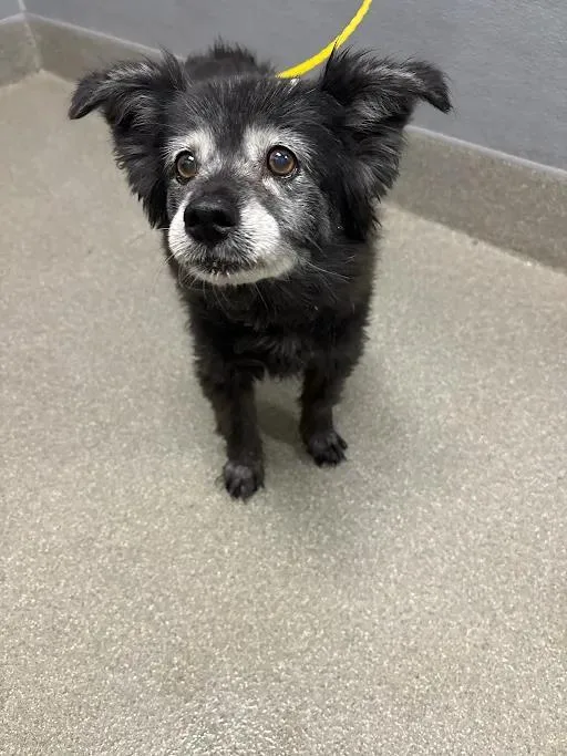 A senior small-sized female Pomeranian dog named Toasty for adoption in Las Vegas, NV