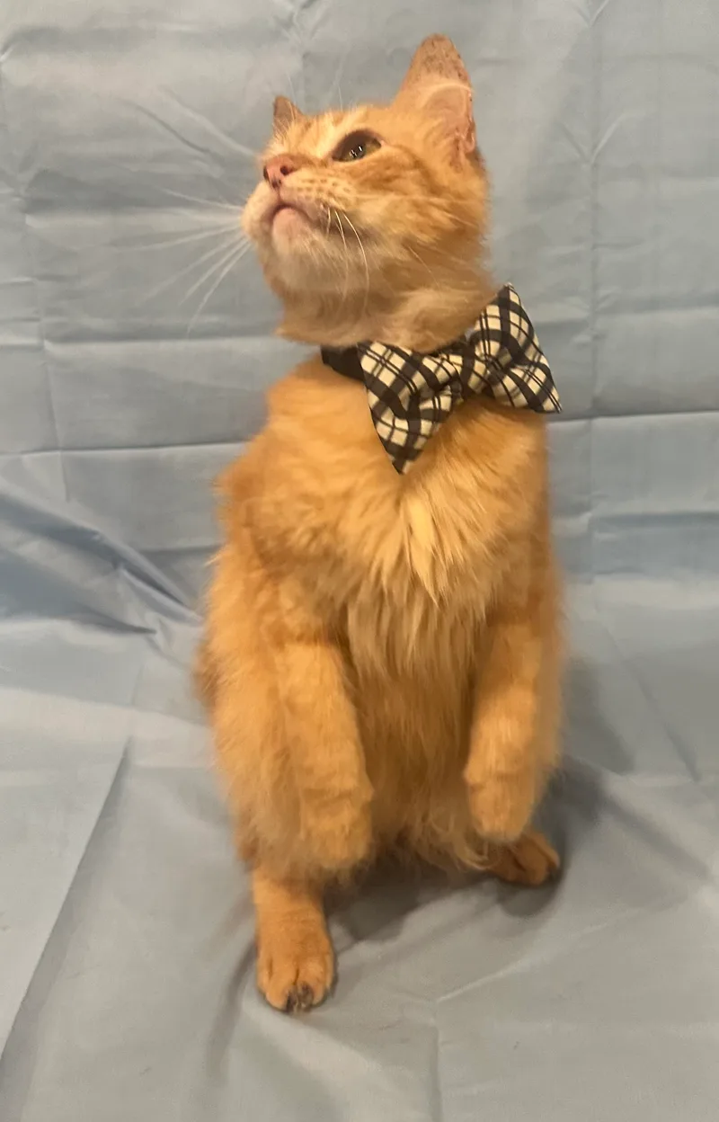 Linus & Lukas thumbnail 5