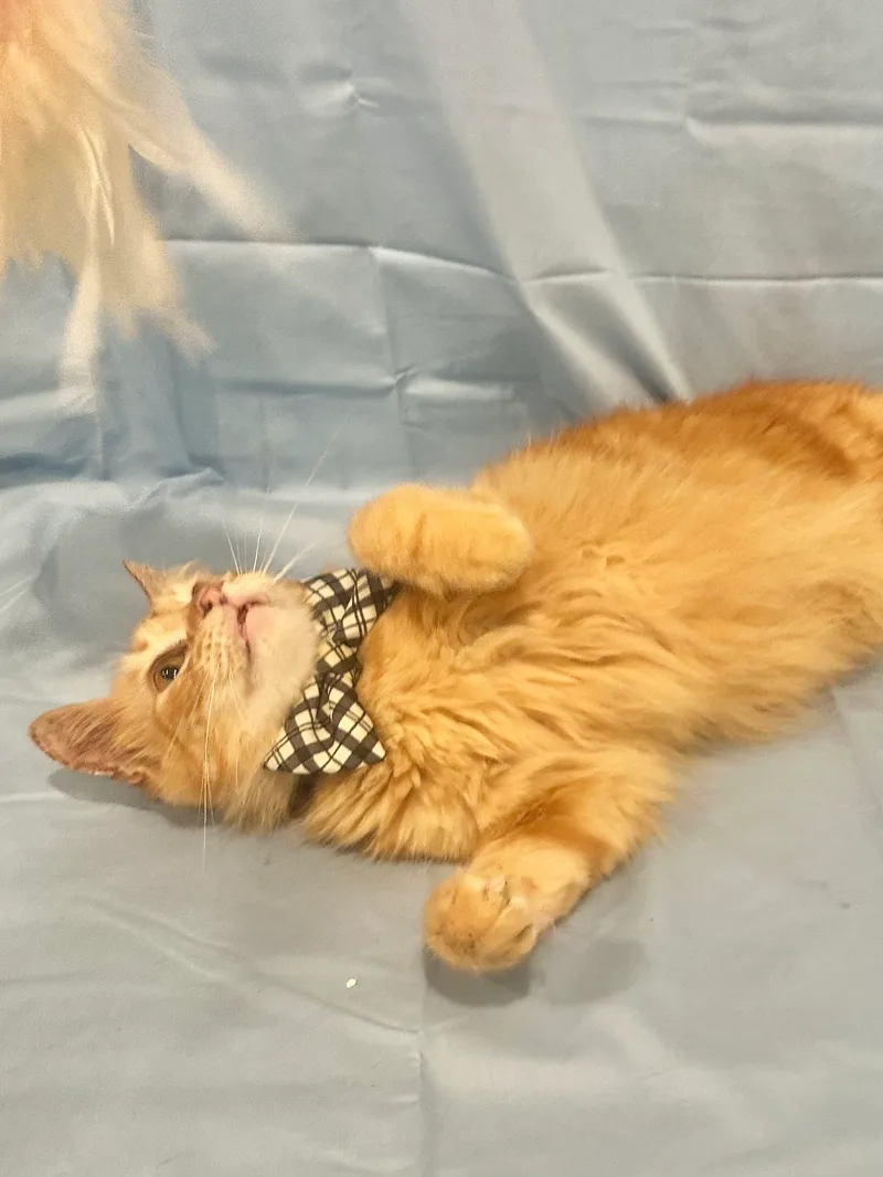 Linus & Lukas thumbnail 6