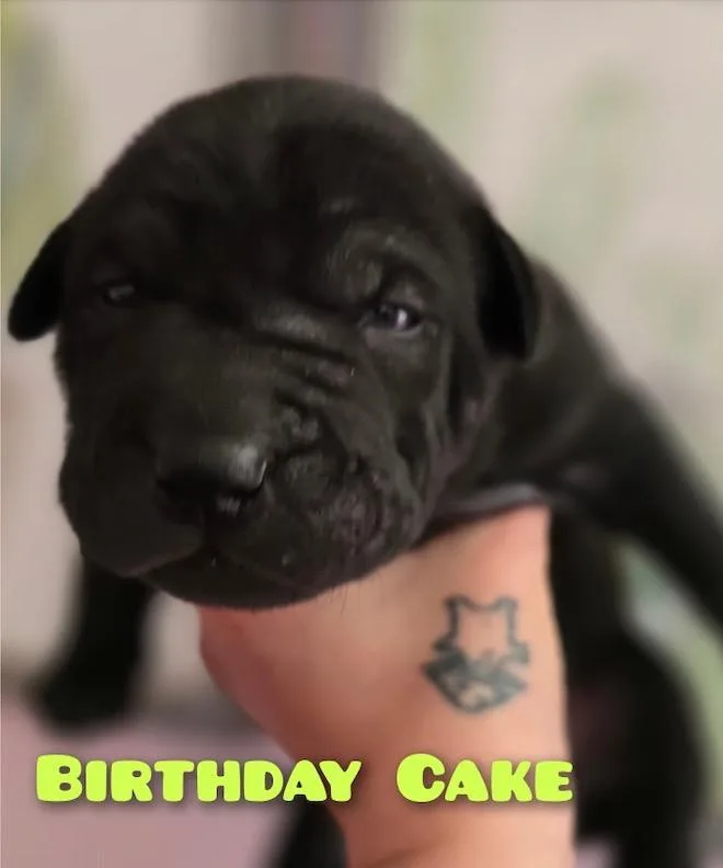Birthday Cake thumbnail 2