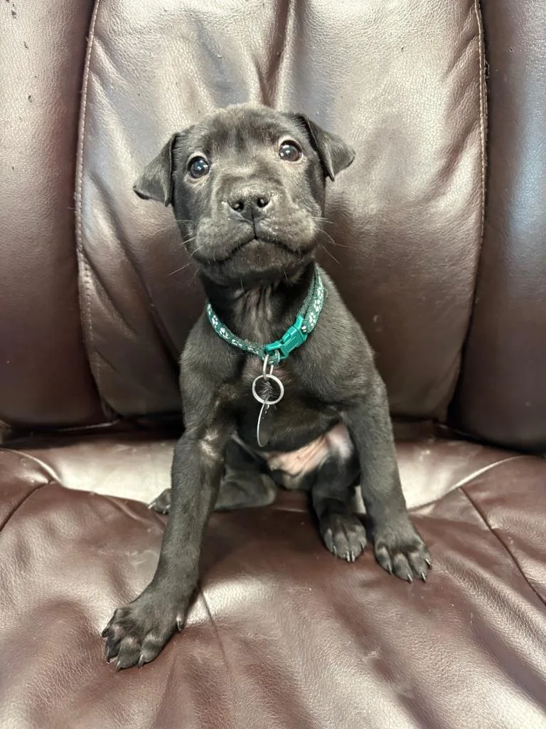 Birthday Cake thumbnail 3