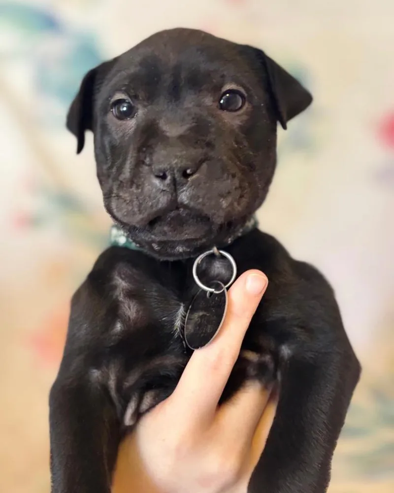 Birthday Cake thumbnail 4