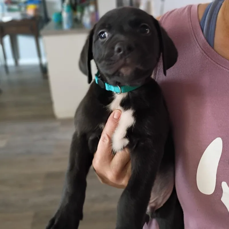 A baby medium-sized male Pit Bull Terrier dog named Tate for adoption in Lima, OH