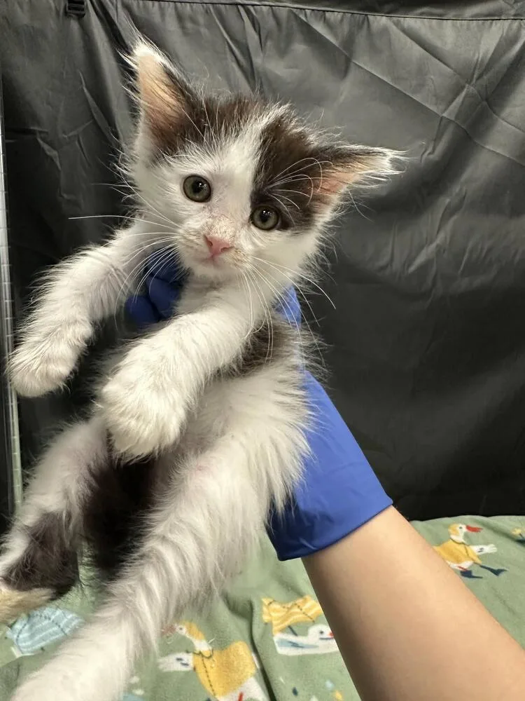 A baby small-sized male Black & White / Tuxedo Domestic Long Hair cat named Messi for adoption in Pacifica, CA