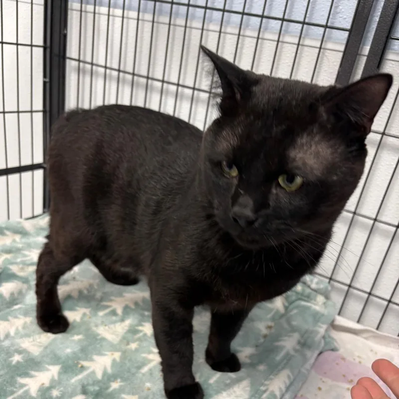 An adult large-sized male Bombay cat named Oso for adoption in Crookston, MN