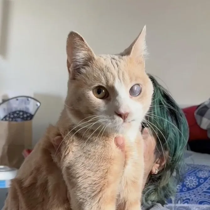 An adult medium-sized male Orange & White Domestic Short Hair cat named Guy From Fahrenheit for adoption in Long Island City, NY