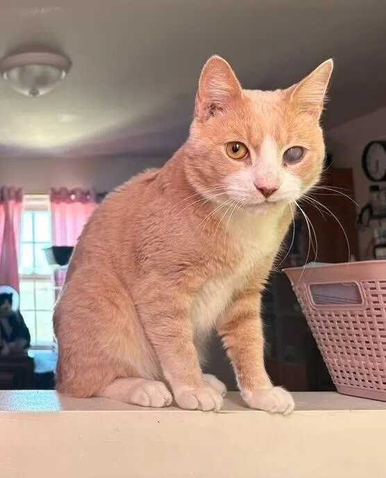 Guy From Fahrenheit thumbnail 4