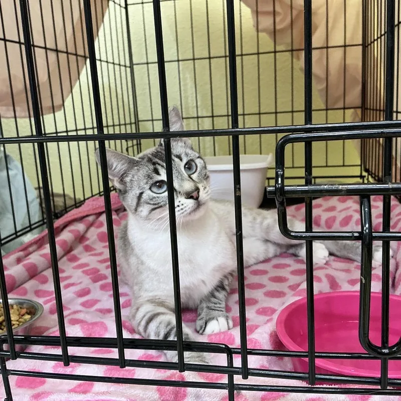 A young small-sized female White Siamese cat named Kiki for adoption in Midland, TX