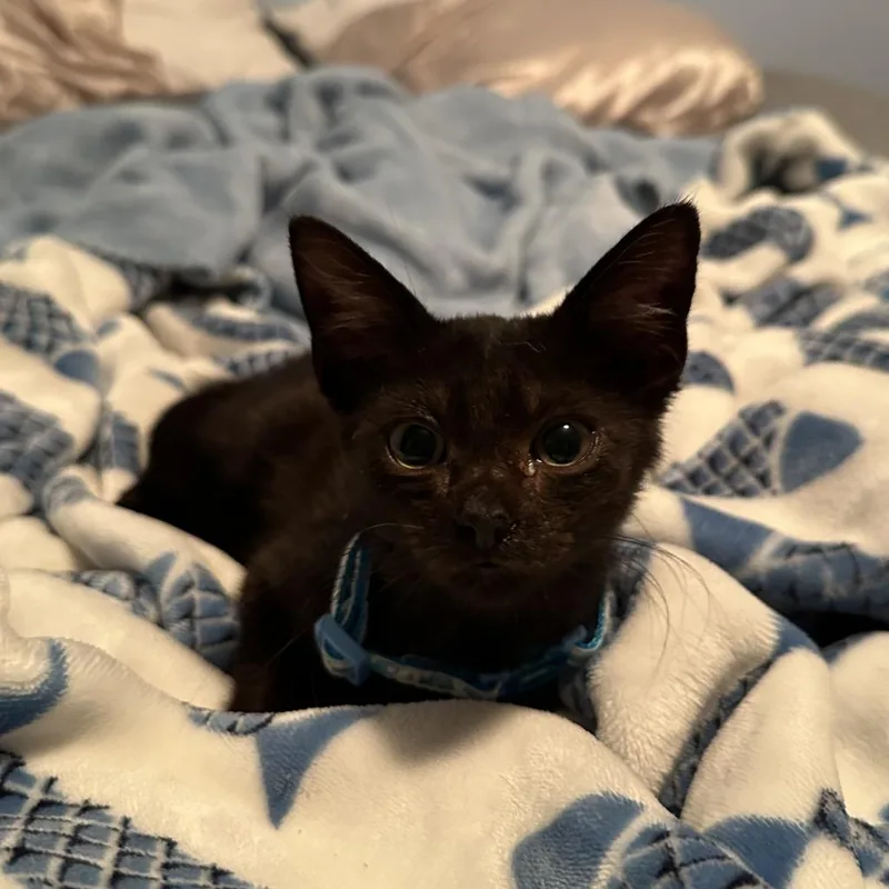 A baby small-sized female Domestic Short Hair cat named Rooster for adoption in West Olive, MI