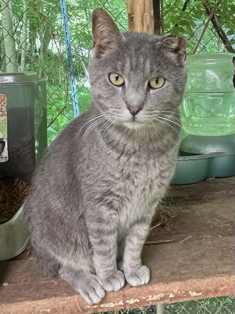 An adult medium-sized male Gray / Blue / Silver Domestic Short Hair cat named Werner for adoption in Stuart, VA