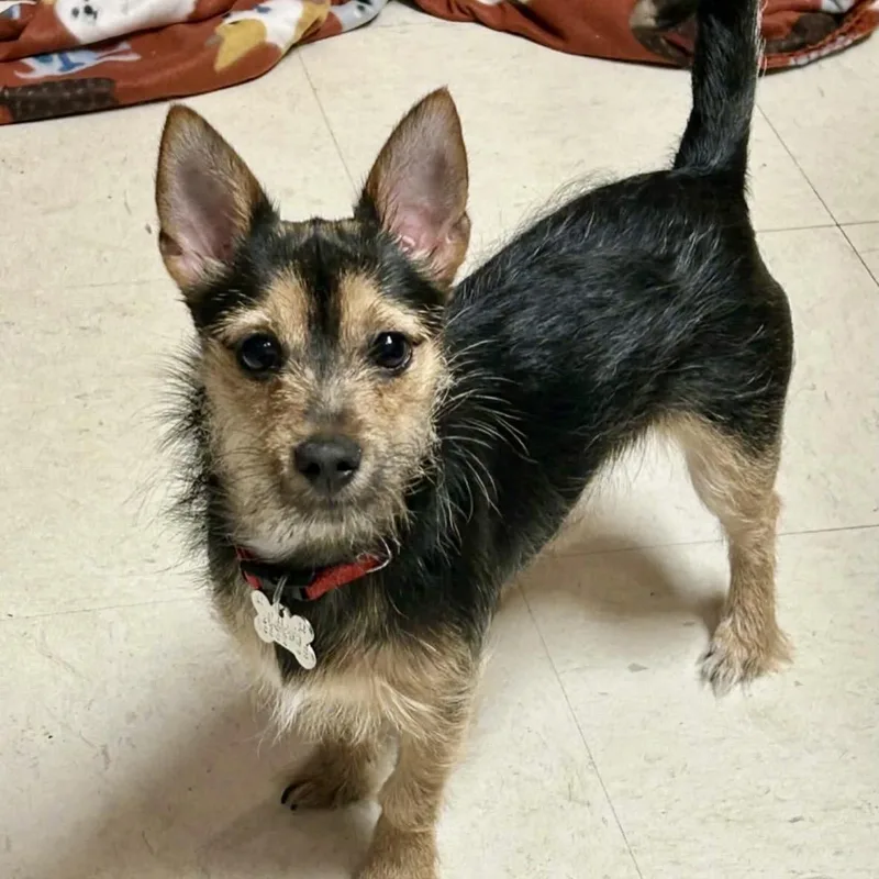 A baby small-sized female Black Yorkshire Terrier dog named Rea for adoption in Brooklyn, NY