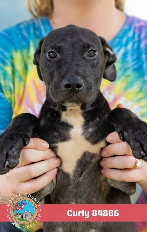 A young small-sized male Black Labrador Retriever dog named Curly for adoption in Mobile, AL