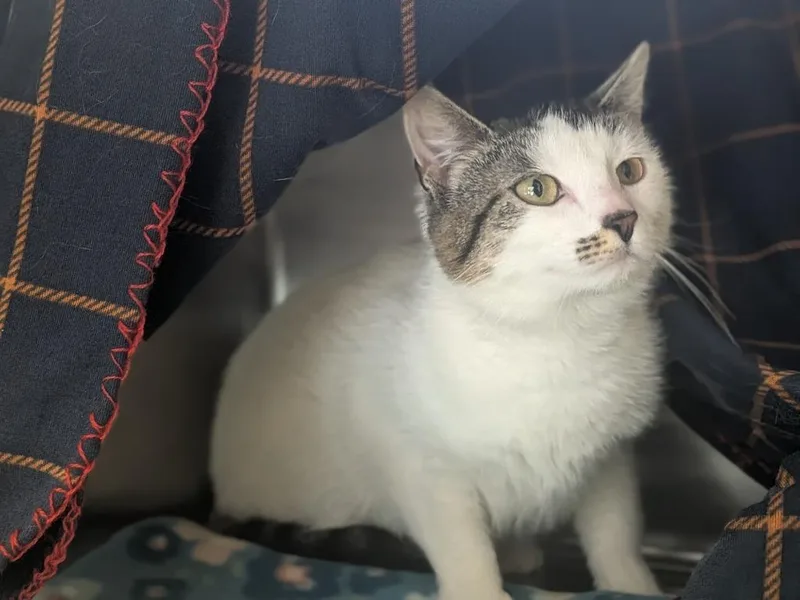 A baby small-sized female Domestic Short Hair cat named Sky for adoption in Hyde Park, NY