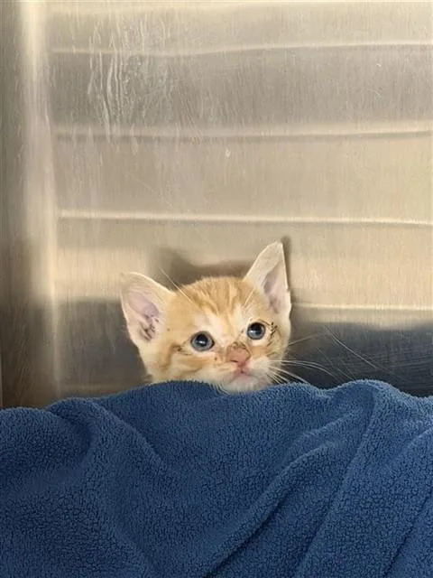 A baby small-sized male Domestic Short Hair cat named Simba for adoption in Fremont, CA
