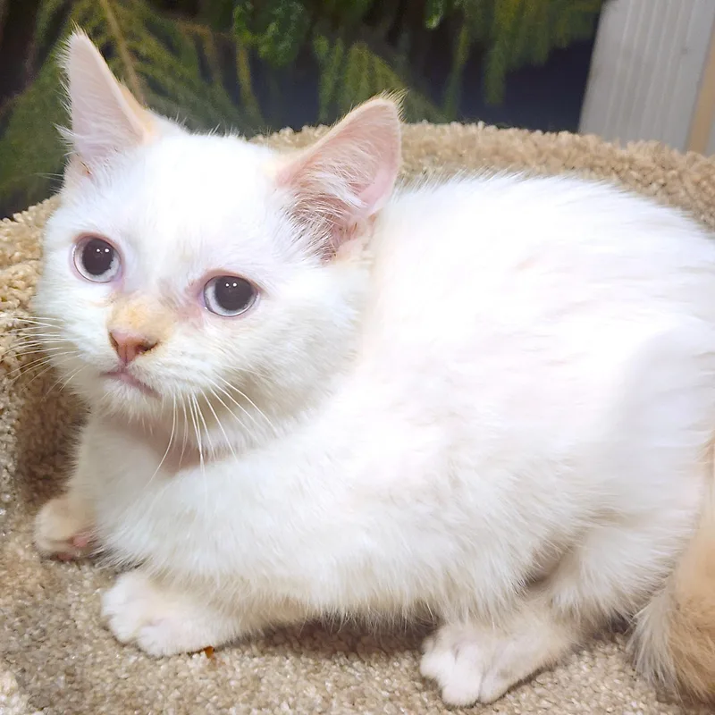 Marvelous Mopsy  Flame