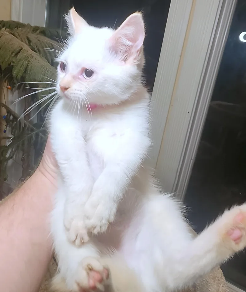 Marvelous Mopsy  Flame thumbnail 6