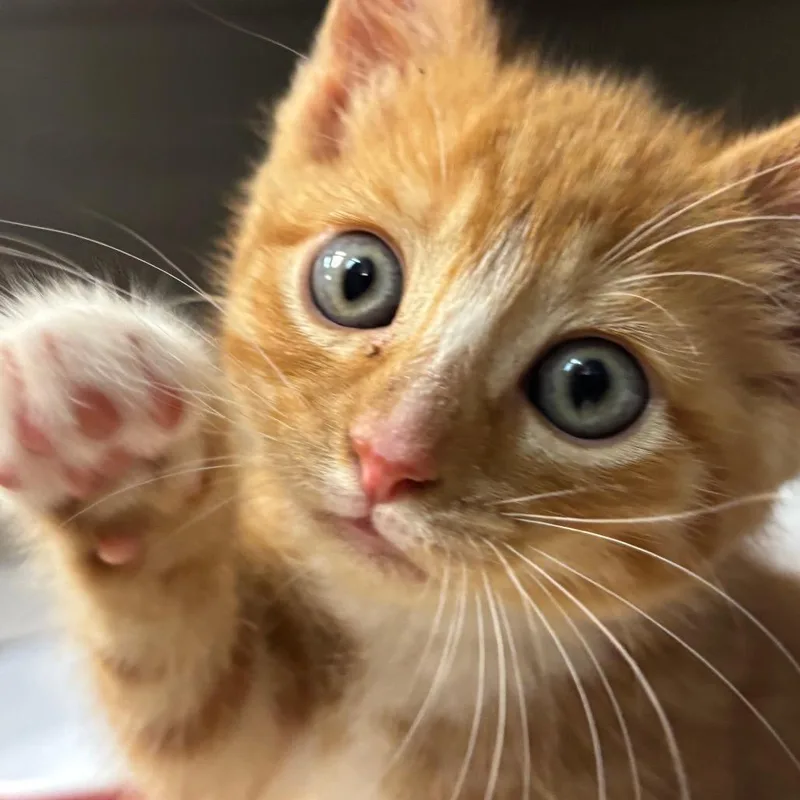 A baby small-sized male Orange / Red Domestic Short Hair cat named Flame for adoption in Newark, NJ