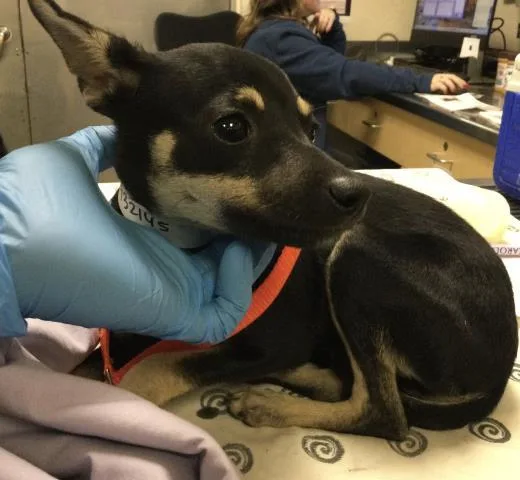 A baby small-sized female Chihuahua dog named Blanket for adoption in Riverside, CA