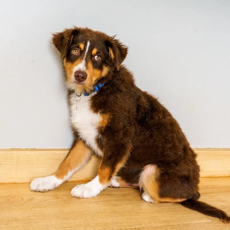 A baby medium-sized male Brown / Chocolate Australian Shepherd dog named Gus D for adoption in Minnetonka, MN