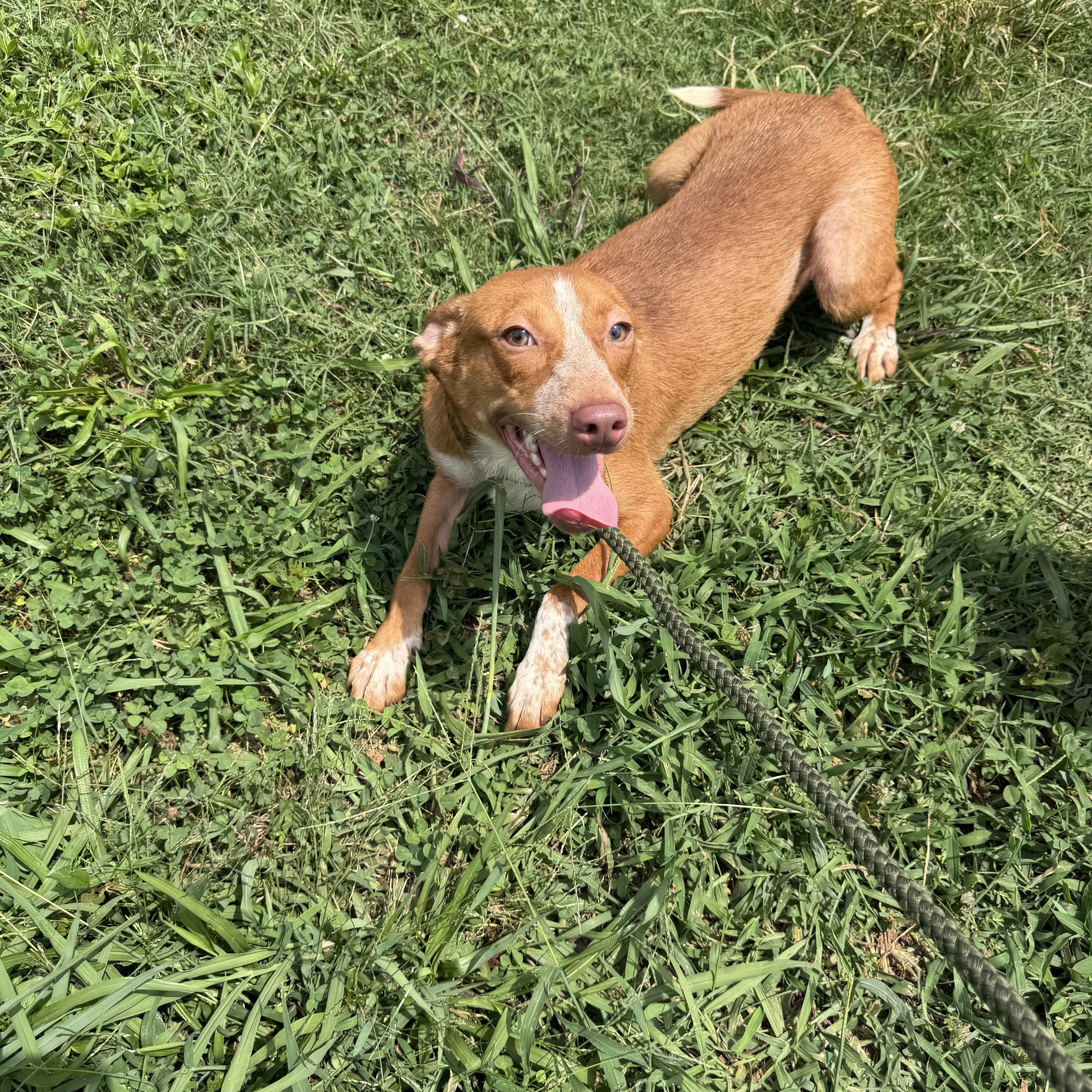 A young medium-sized male Australian Shepherd dog named Merle for adoption in Albemarle, NC