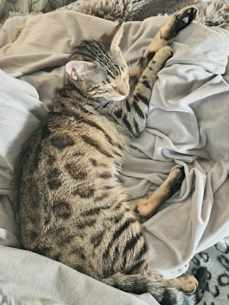 A young medium-sized female Bengal cat named Nova for adoption in Tavares, FL
