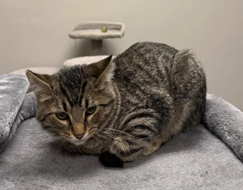 A young medium-sized male Domestic Short Hair cat named Ash for adoption in Yankton, SD