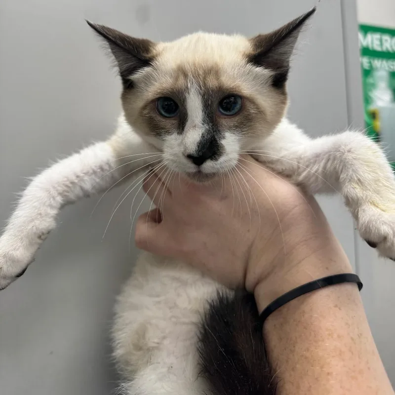 A baby small-sized female Cream / Ivory Domestic Short Hair cat named Fourloko for adoption in Columbiana, AL