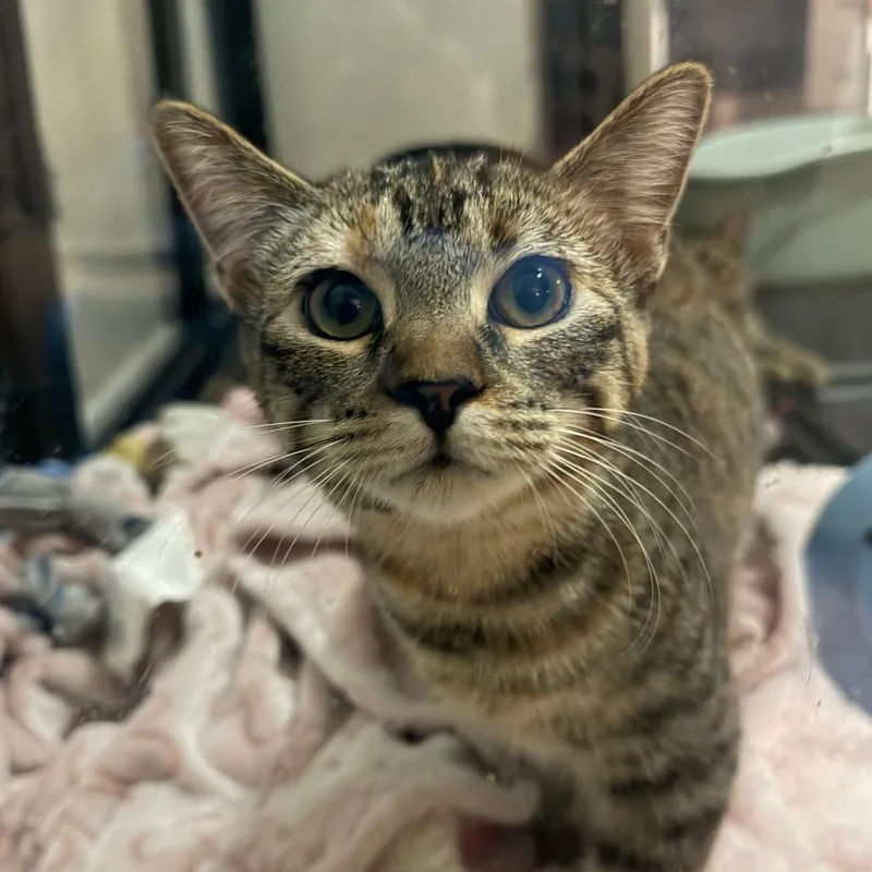 A young small-sized female Brown / Chocolate Domestic Short Hair cat named Lilac for adoption in Chaska, MN