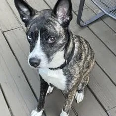An adult medium-sized female Mixed Breed dog named Nova for adoption in Springfield, MO