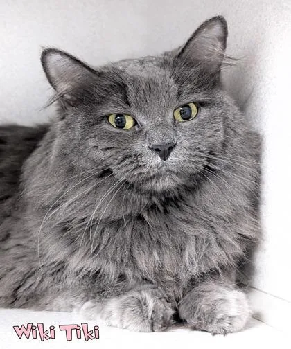 A senior large-sized female Domestic Long Hair cat named Wiki Tiki for adoption in Mason, MI