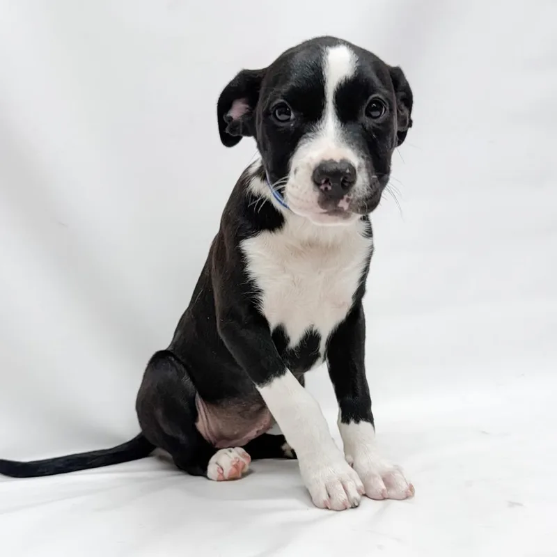A baby small-sized female Pit Bull Terrier dog named Ginny for adoption in Parker, CO
