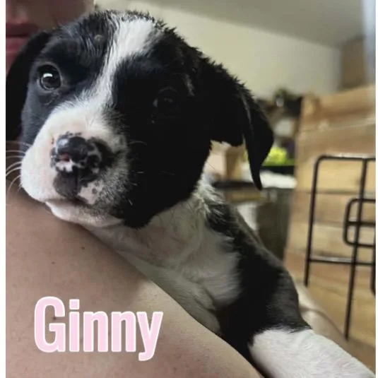 Ginny thumbnail 3