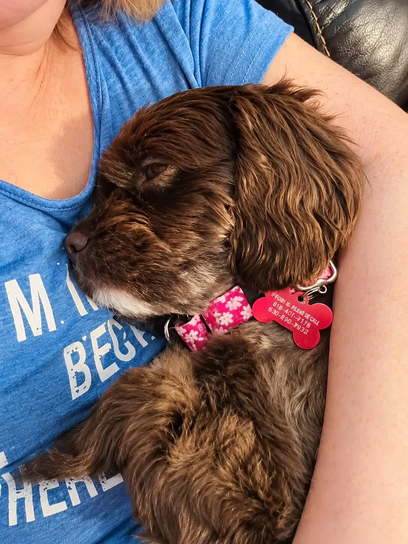 An adult small-sized female Brown / Chocolate Cocker Spaniel dog named Molly for adoption in Godfrey, IL