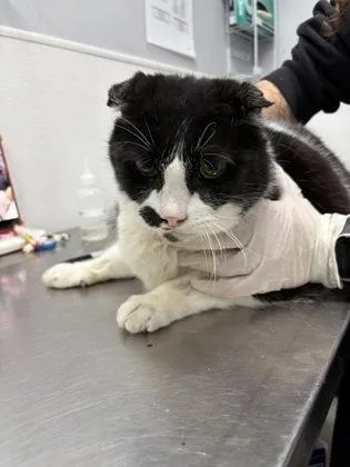 A senior medium-sized male Domestic Short Hair cat named Poseidon for adoption in West Chester, PA