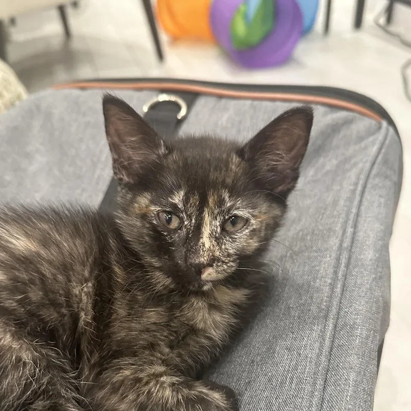 A baby medium-sized female Tortoiseshell Domestic Medium Hair cat named Coraline for adoption in Liverpool, TX