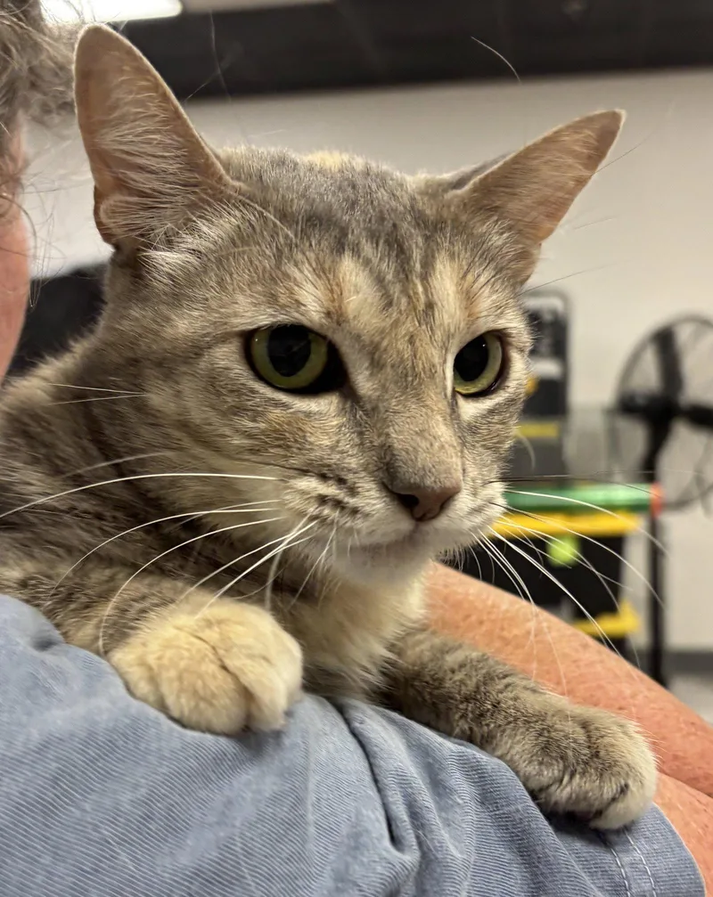 A young medium-sized female Tabby cat named Rose for adoption in Napa, CA