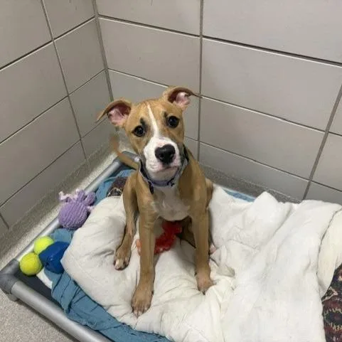 A young medium-sized male Boxer dog named Zag for adoption in Novelty, OH