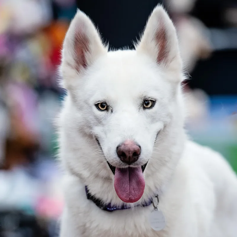 A young medium-sized female Husky dog named Fiona for adoption in Torrance, CA
