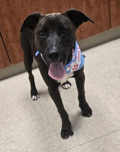 A baby medium-sized female Mixed Breed dog named Sundew for adoption in Hamilton, OH